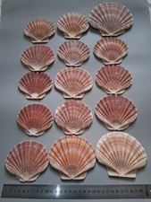 15 Cornish Scallop Shells. 9 - 13cm Approx. Flat part of shell.