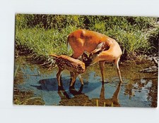 Postcard Its lunch time in natures half acre in Michigan USA