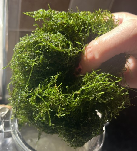 20g java moss shrimp - 20g,