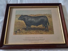 Framed 1890 William Mackenzie Print Aberdeen Angus Bull Cash Cattle Agricultural