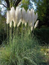 Cortaderia Pumila Dwarf Pampas