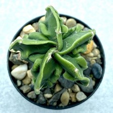 Astrophytum myriostigma Yoroi Kikko Fukuryu Nudum Rare Cactus Own Roots UK Grown