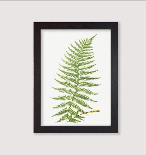 Framed botanical art print - framed,