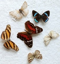 Butterfly Collection Set x6