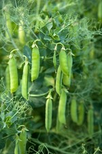 Pea Kelvedon Wonder Seeds –