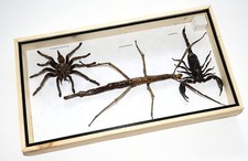 Scorpion and tarantula - scorpion,