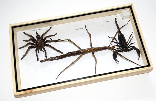 Scorpion and tarantula - scorpion,