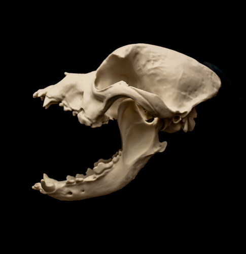 English bulldog skull replica - skull,