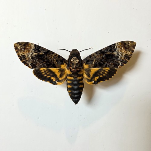 Acherontia lachesis death head - acherontia,