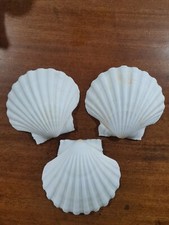 Large natural scallop - large,