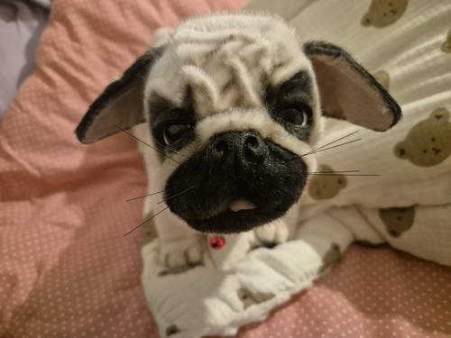 Realistic artist pug dog - dog, with