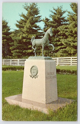 Roxie highland champion mare - roxie,