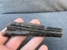Fossil ichthyosaur jaw bone - fossil,