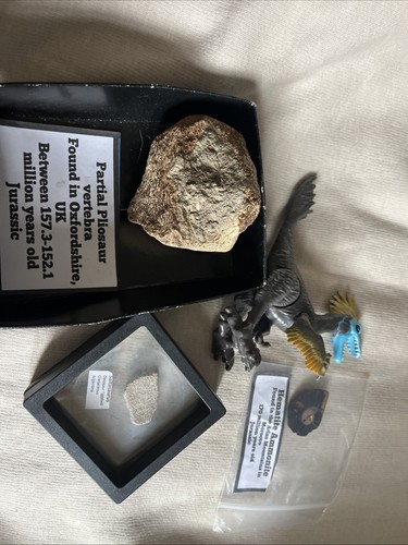 Bundle fossils including - of,