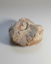 Hadrosaurid Dinosaur Egg -