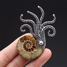 Ammonite mollusc squid octopus - ammonite,