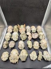 Fallow Doe, Buck And Sheep