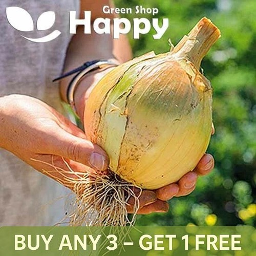 Vegetable onion globo - -,