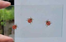Stained Glass Ladybirds Kiln
