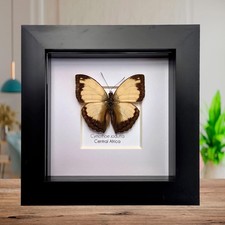 Cymothoe jodutta male, the