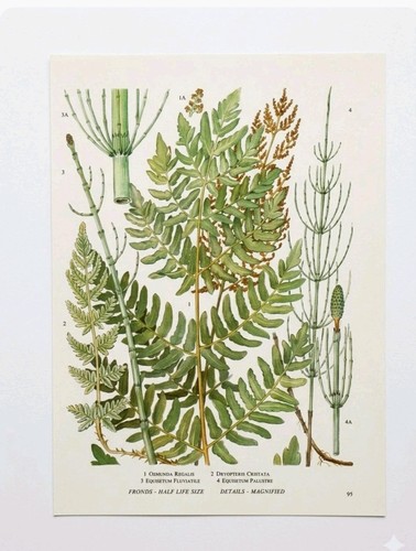 Vintage fern print botanical - vintage,