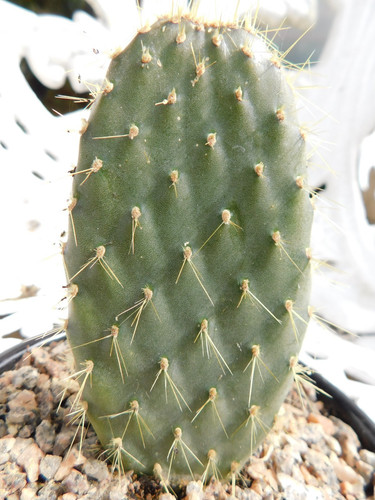 Rare galapagos opuntia - opuntia, cactus