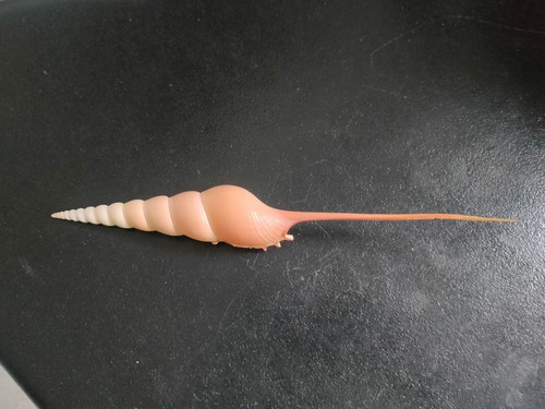 Shell tibia fusus - fusus, mm