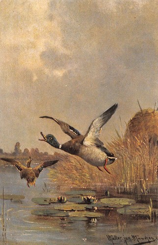 Postcard birds flying ducks - birds,