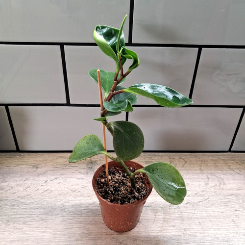 Baby rubber plant - 🌿baby,