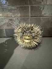 Taxidermy Porcupine Fish/