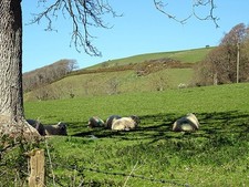 Photo 6x4 Shade from the sun Llanfarian Sheep shelter from the April suns c2016