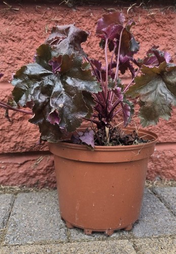 Heuchera coral bells - heuchera, outdoor