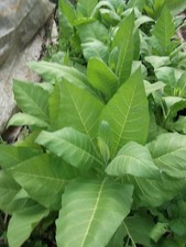 500  GOLDEN VIRGINIA TOBACCO SEEDS  -BUY ONE GET ONE FREE
