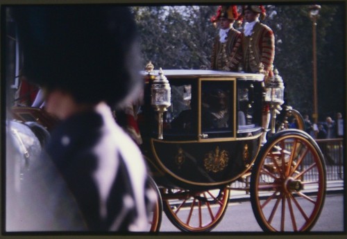 35mm slide royal horse - slide,