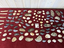 Ammonite fossil shell - ammonite, +