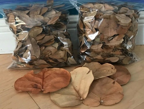 Gallon organic oak - oak, leaf