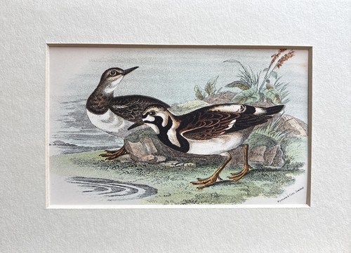 Antique turnstone coloured - antique,