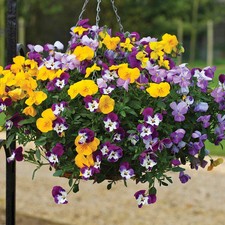 Pansy Plants Garden Plugs x40