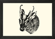 Muntjac Deer Head Sketch