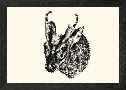 Muntjac deer head sketch - muntjac,