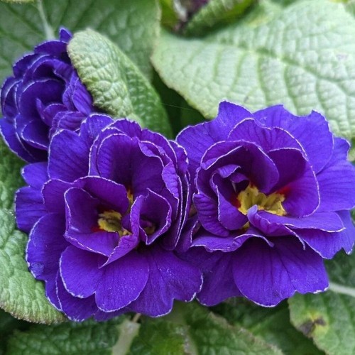 Primula rubens blue - rubens, 'blue