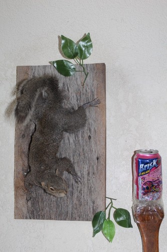 Taxidermy squirrel chipmunk - squirrel,