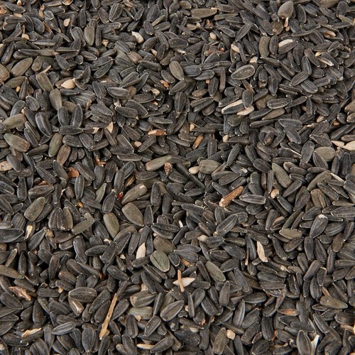 Black sunflower seeds - black,