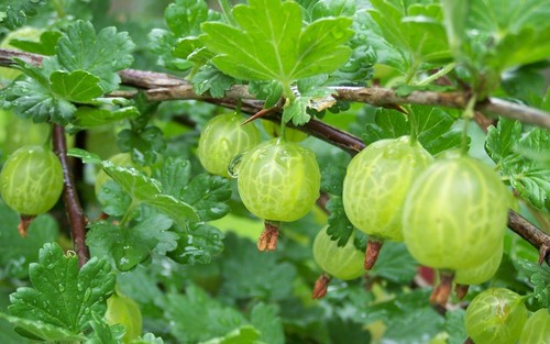 Gooseberry bush fragrance oil - gooseberry,