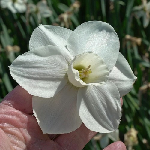 Daffodil snowboard 5 bulbs - 5,