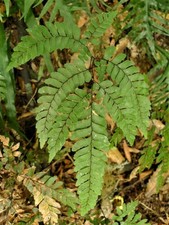 Adiantum fulvum | Dwarf