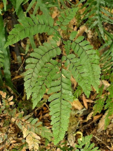 Adiantum fulvum dwarf - adiantum, |