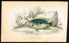 1843 Jardine Fish Print –