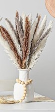 Pampas grass brown white - grass, brown,
