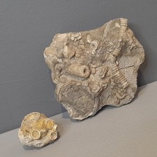 Crinoid Palaeozoic
